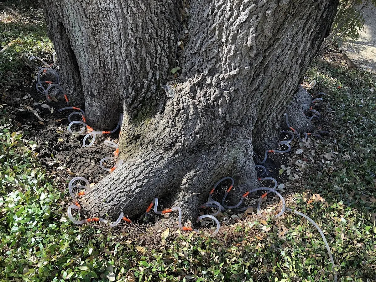 Detailed Tree Cabling and Bracing job site in Union Church