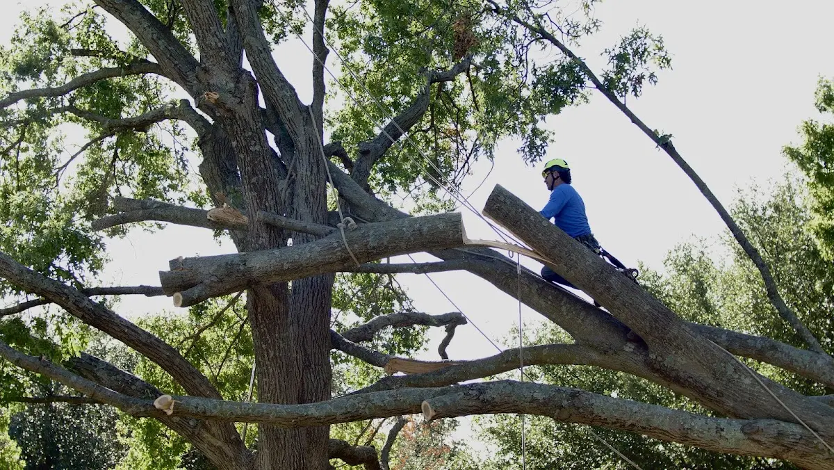 Professional Hazardous Tree Removal performed by certified arborists in Union Church