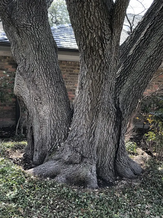 Mature heritage tree close to a Union Church property cared for by certified arborists